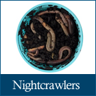 Nightcrawlers