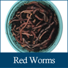 Red Worms